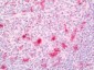 Anti-IL18 Antibody 